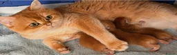 British gatti in vendita: Meravigliosi cuccioli di british shorthair golden - Annuncio 9