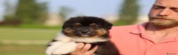 Australian Shepherd cani in vendita: Cuccioli di pastore australiano  - Annuncio 3