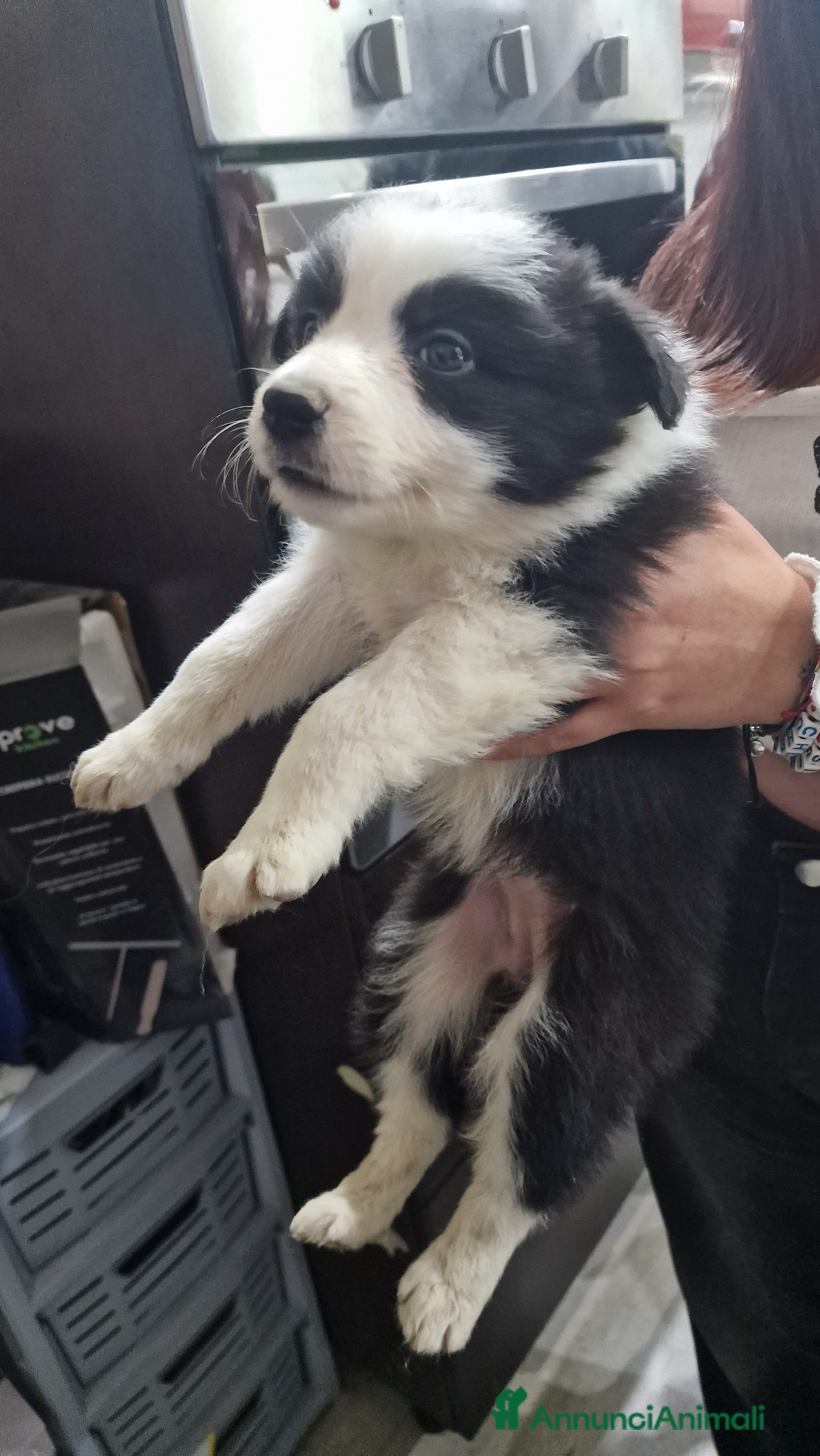 Border Collie cani Border collie - Annuncio 1