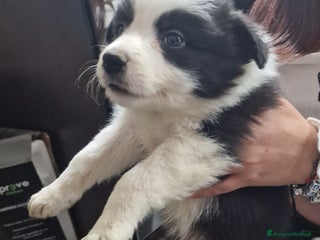 Border Collie cani Border collie - Annuncio 1