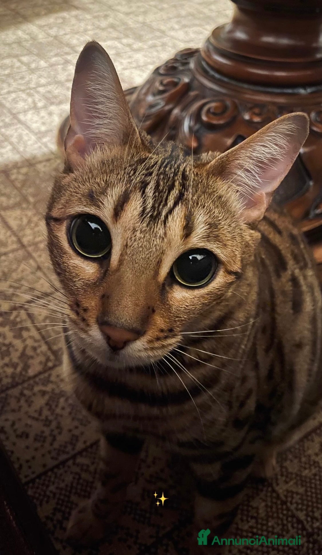 Bengala gatti Cuccioli bengala  - Annuncio 1