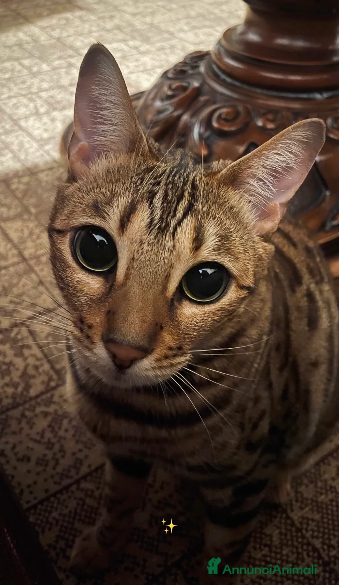 Bengala gatti in vendita: Cuccioli bengala  - Annuncio 1