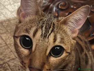 Bengala gatti Cuccioli bengala - Annuncio 1