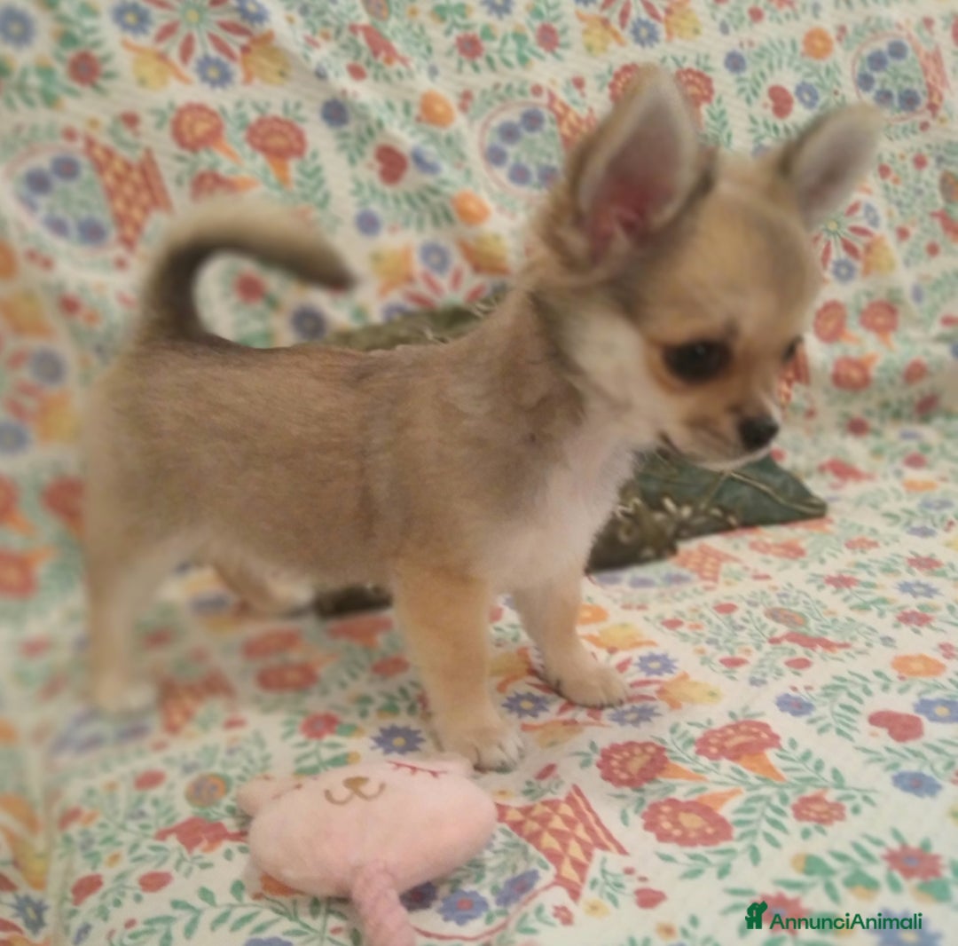 Chihuahua cani in vendita: Chihuahua Femmina a pelo lungo con Pedegree Enci  - Annuncio 3