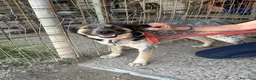 Meticcio cani in regalo: Splendida meticcia - DIVY - Annuncio 1