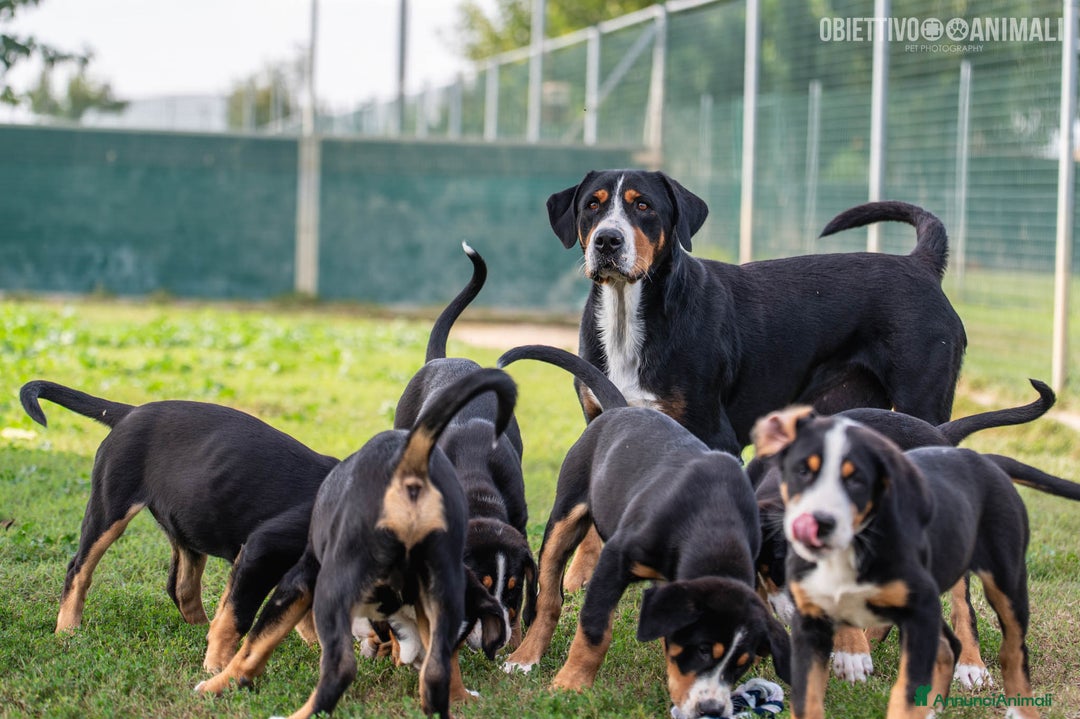 Grande Bovaro Svizzero cani in vendita: un cucciolo di bovaro cambia la vita in meglio! - Annuncio 7