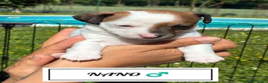 Nano