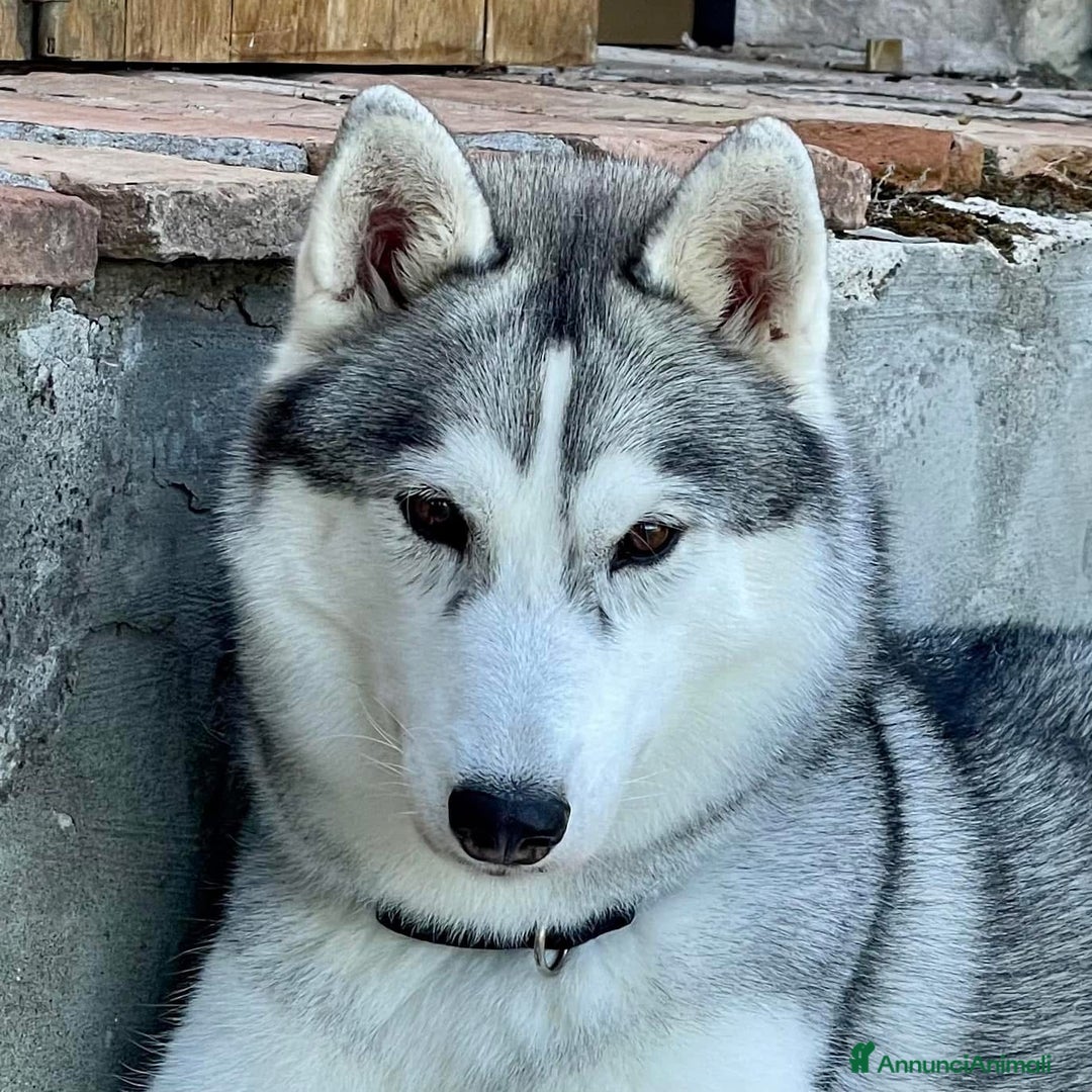 Husky cani in vendita: Cuccioli Siberian Husky Pedigree ENCI - Annuncio 3