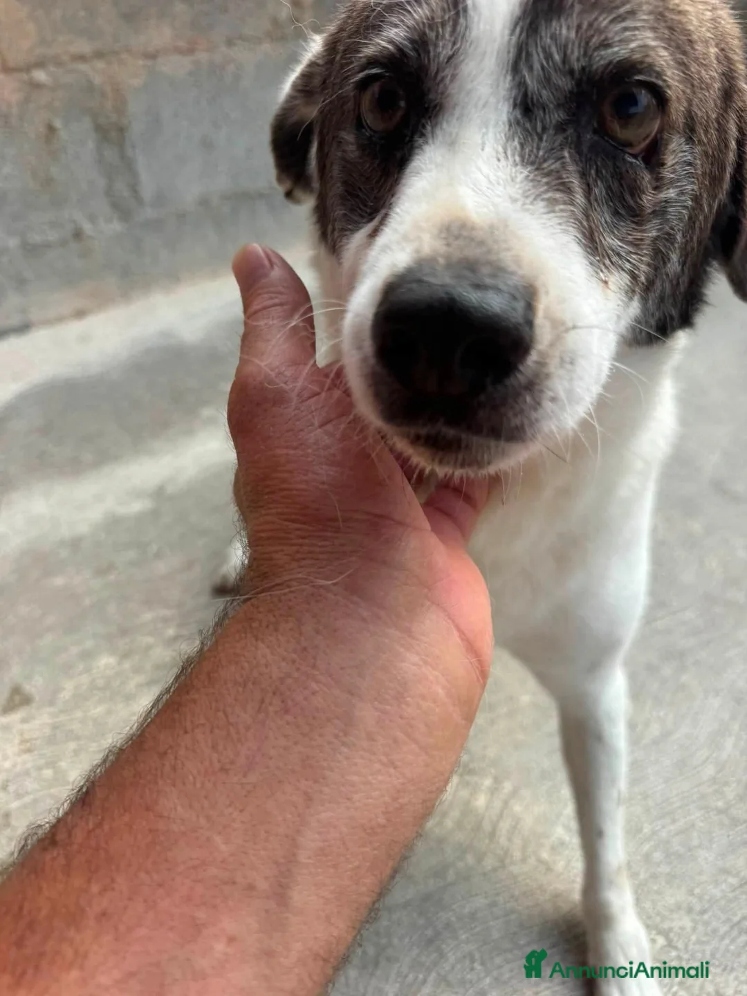Meticcio cani in regalo: ADOZIONE DEL CUORE: NESLI, 8 ANNI  - Annuncio 1