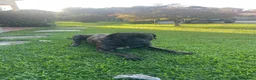 Cane Corso cani per accoppiamento: Teo cerca compagna - Annuncio 4