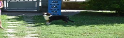 Australian Shepherd cani in vendita: Cucciolo Tricolor Black Maschio a Provincia di Alessandria - Annuncio 6