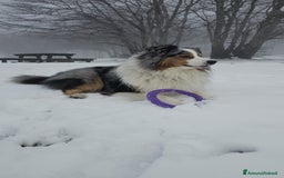 Australian Shepherd cani per accoppiamento: X Monta - Pastore Australiano Blue Merle Pedigree - Immagine 6