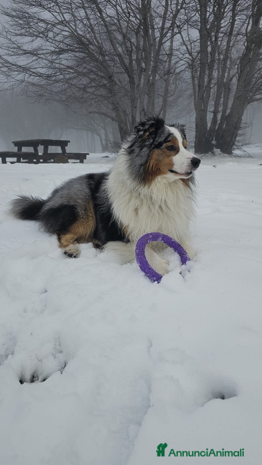 Australian Shepherd cani per accoppiamento: X Monta - Pastore Australiano Blue Merle Pedigree - Immagine 6