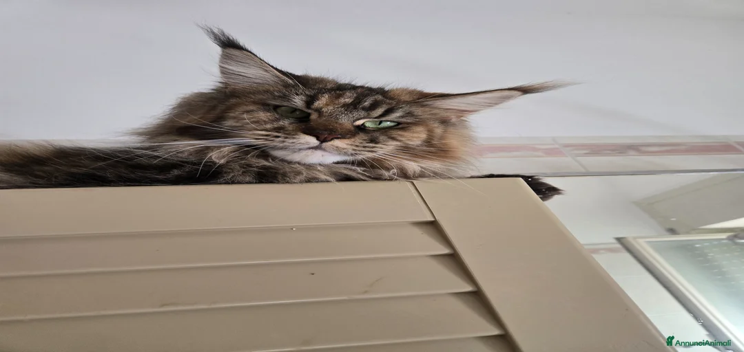 Immagine della galleria {{count}}