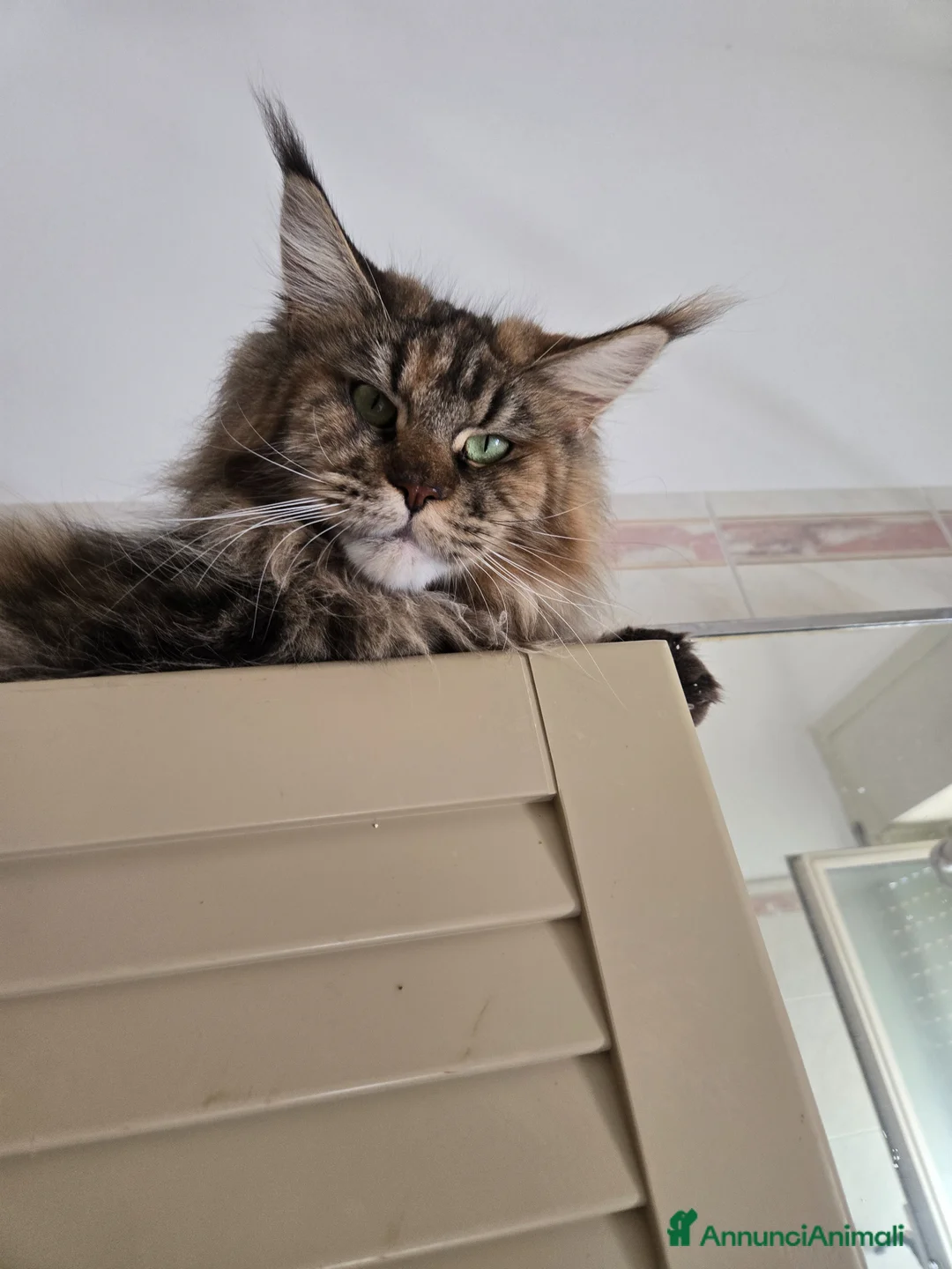 Immagine della galleria {{count}}