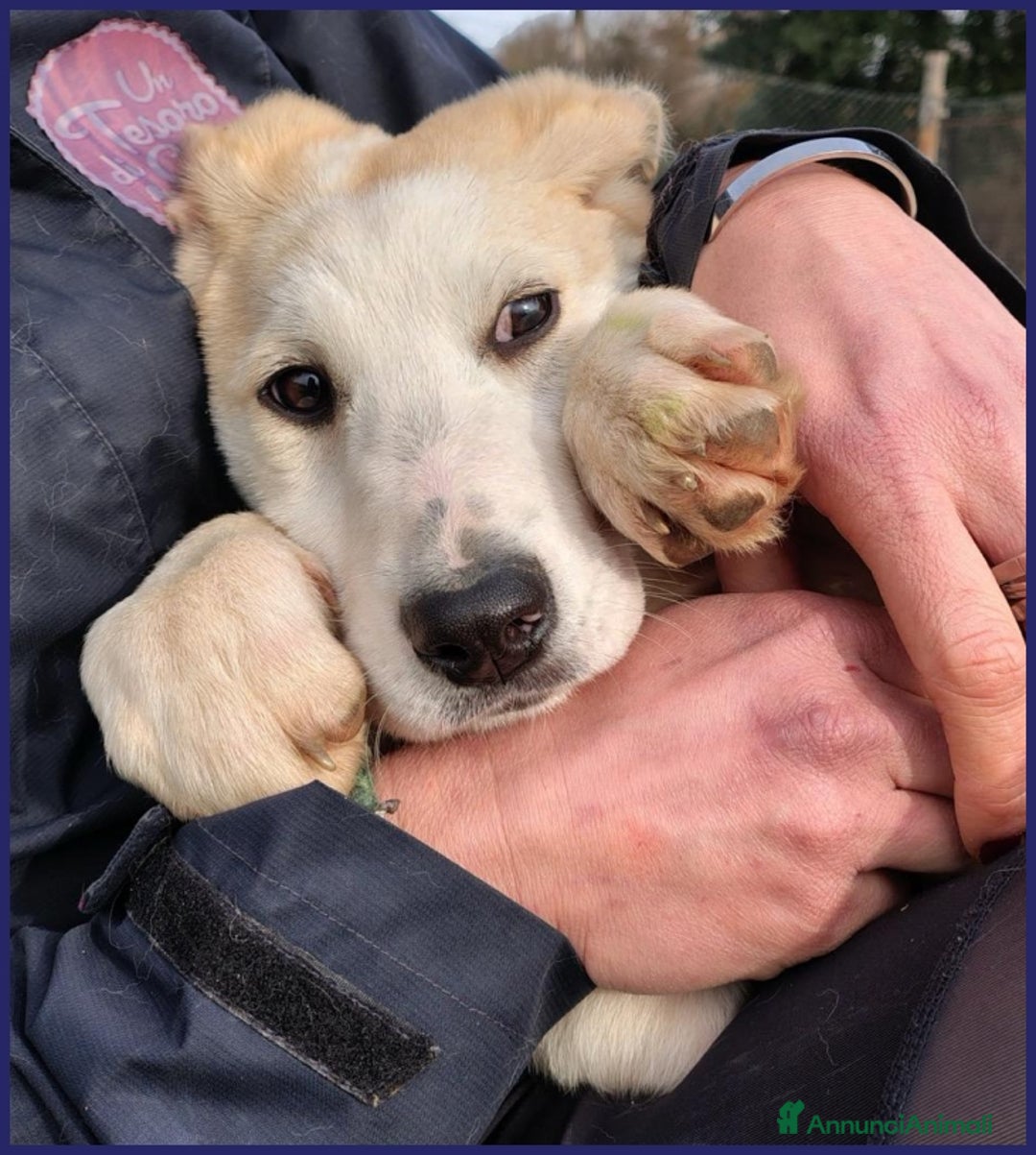 Meticcio cani in regalo: CACIARA, CUCCIOLETTA 3 MESI E MEZZO, PIENA DI GIOI a Città metropolitana di Milano - Annuncio 9