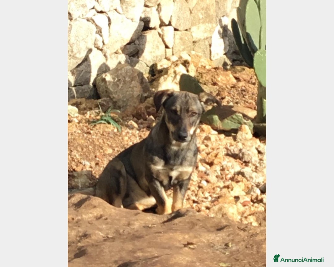 Meticcio cani in regalo: LULU' - SIMIL BASSOTTO ADOTTABILE IN TUTTA ITALIA a Milano - Annuncio 1