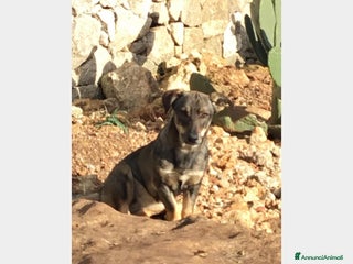 Meticcio cani LULU' - SIMIL BASSOTTO ADOTTABILE IN TUTTA ITALIA a Milano - Annuncio 6