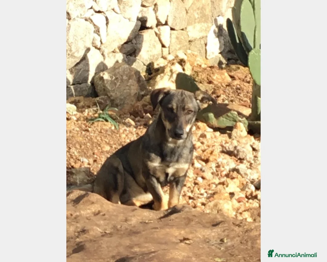 Meticcio cani in regalo: LULU' - SIMIL BASSOTTO ADOTTABILE IN TUTTA ITALIA a Milano - Annuncio 1