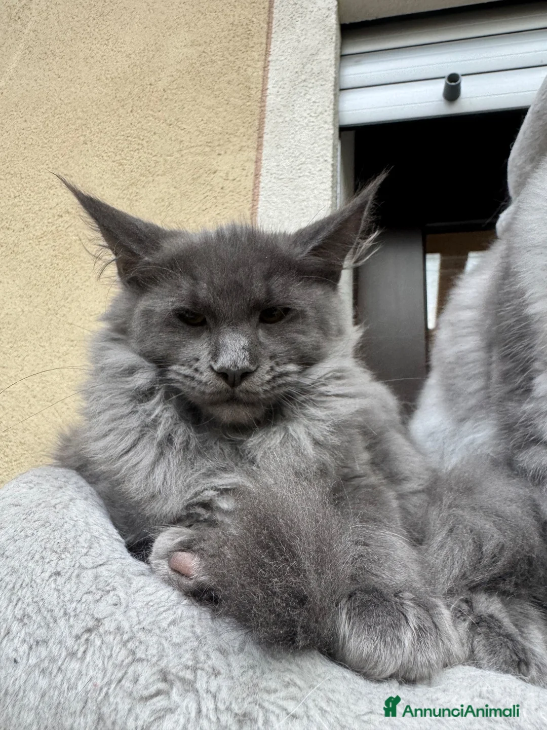 Maine Coon gatti in vendita: Cucciola di razza Maine Coon con pedigree AFeF - Annuncio 1