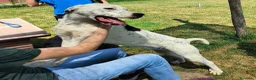 Meticcio cani in regalo: Rosario, cucciolone mix dalmata e dogo  - Annuncio 2