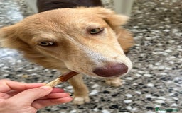 Meticcio cani in regalo: Cucciolo di 8 mesi - Immagine 6