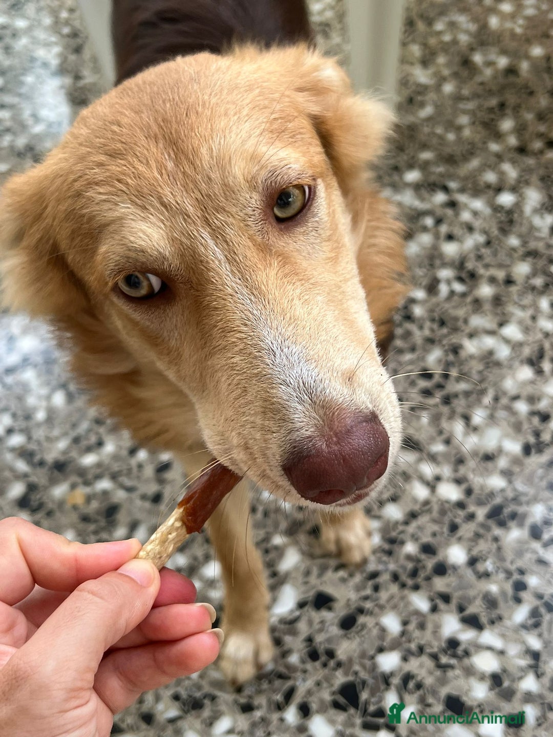 Meticcio cani in regalo: Cucciolo di 8 mesi - Immagine 6