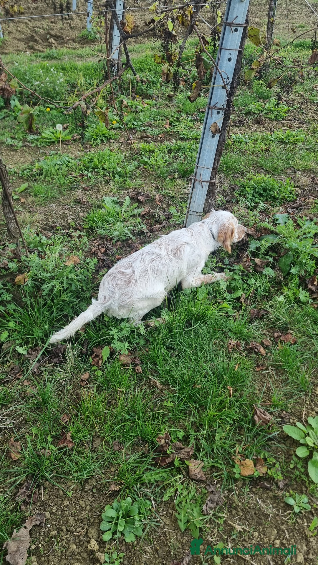 Setter Inglese cani in vendita: Cucciolo Sette Inglese - Annuncio 3