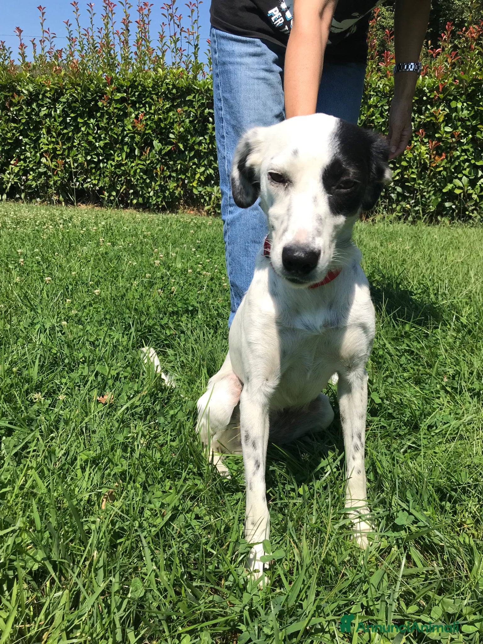 Meticcio cani 🐾 Zoe cerca casa - Annuncio 1