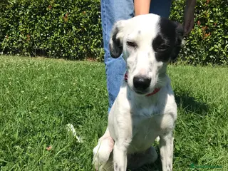 Meticcio cani 🐾 Zoe cerca casa - Annuncio 1