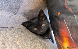 Europeo gatti in regalo: Quattro gattini disponibili per adozione - Annuncio 3