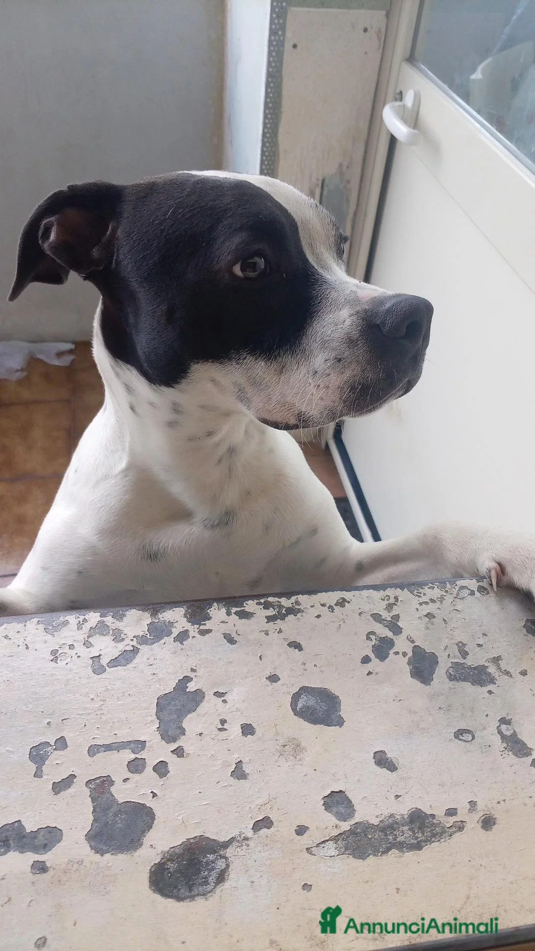 American Hairless Terrier cani in regalo: Pitbull  in regalo  a Città metropolitana di Catania - Annuncio 2