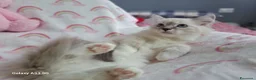Ragdoll gatti in vendita: Allevamento amatoriale di Ragdoll WhiteAngels  a Provincia di Como - Annuncio 3