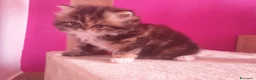 Persiano gatti in vendita: gattini persiani - Annuncio 5