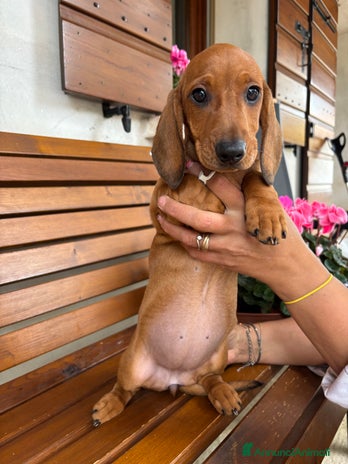 Bassotto cani Cuccioli di Bassotto Standard tedesco pelo corto - Annuncio 2