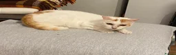 Meticcio gatti in regalo: Gilda dolce micia di circa tre anni - Annuncio 1