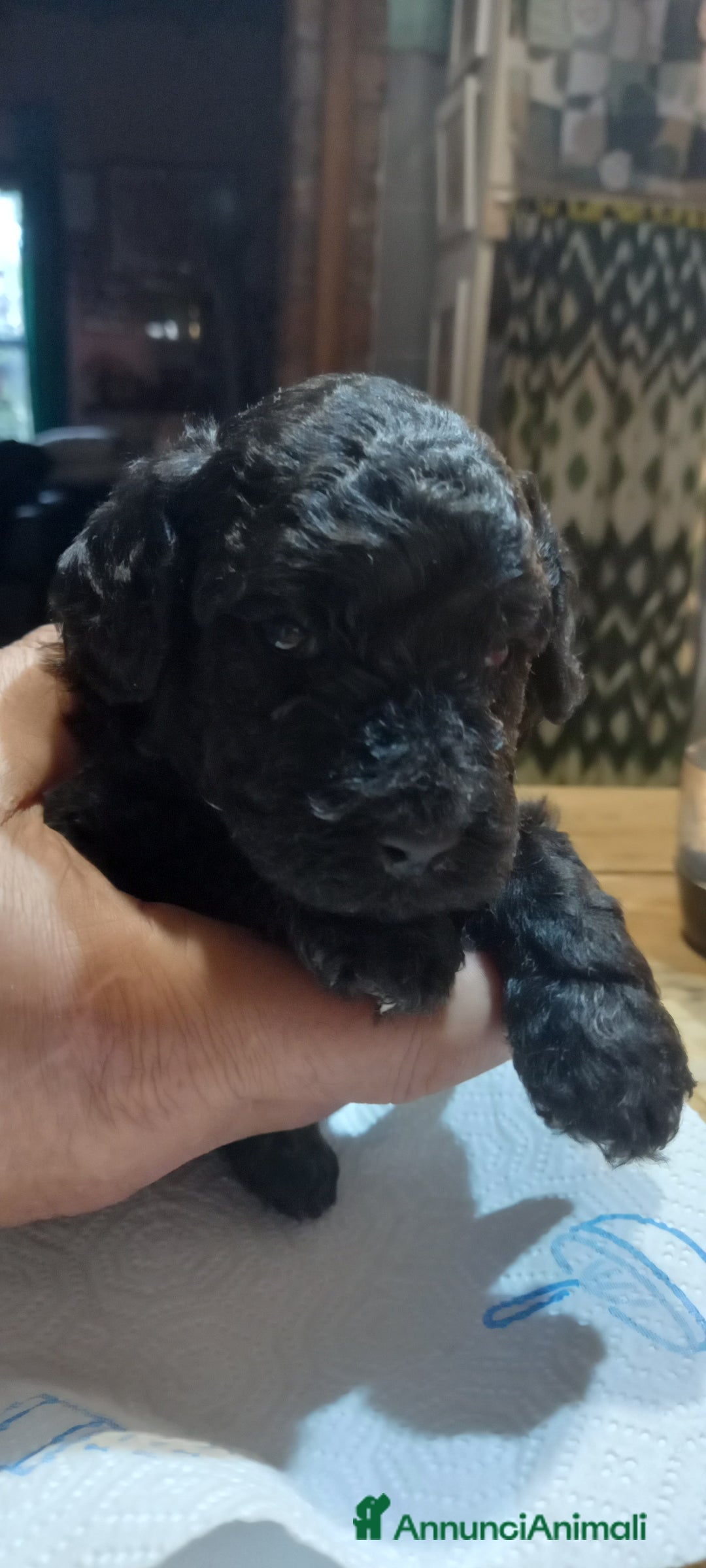 Barboncino cani in vendita: Barboncini nani - Annuncio 4