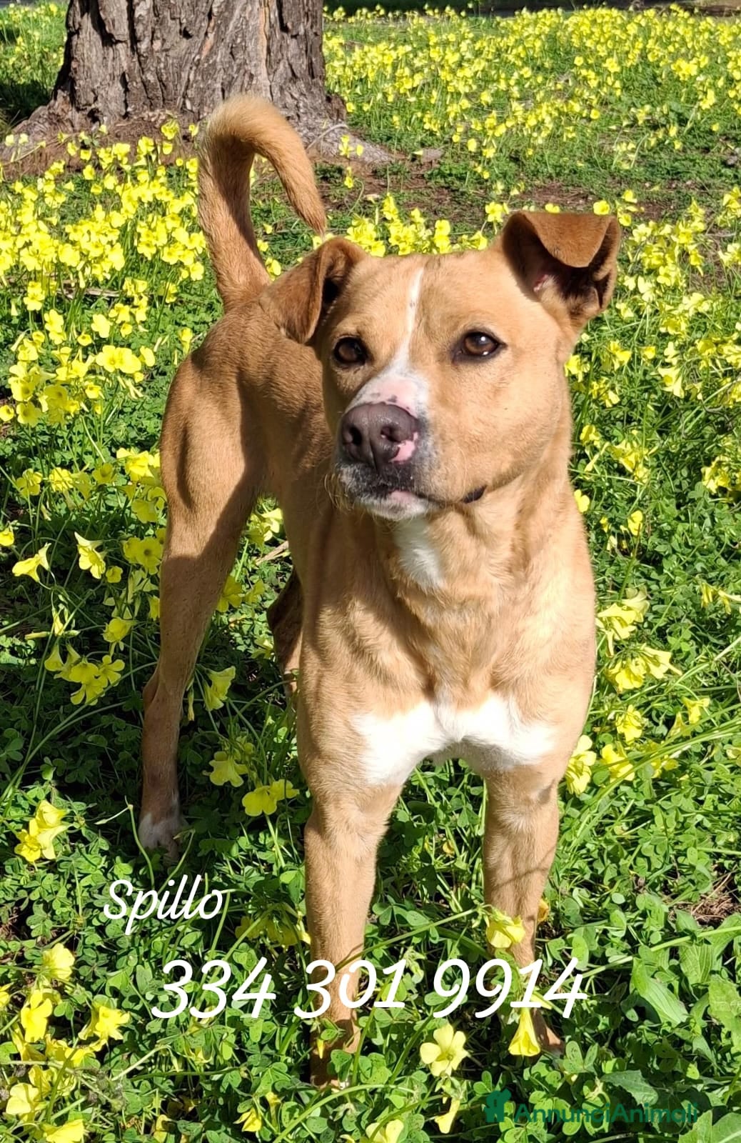 Meticcio cani SPILLO 💙 12 kg. Mille avventure possibili. - Annuncio 1