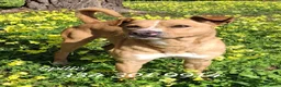 Meticcio cani in regalo: SPILLO 💙 12 kg. Mille avventure possibili. a Provincia di Vicenza - Annuncio 1