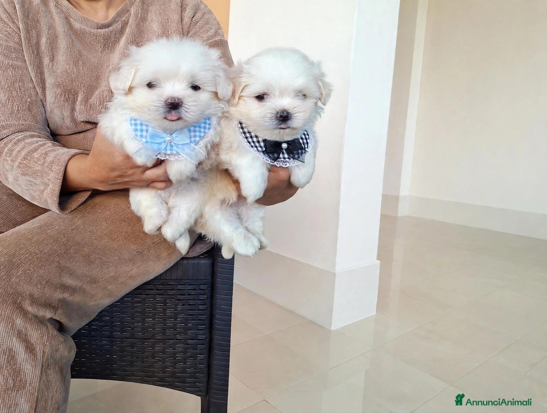 Maltese cani in vendita: Maltesi coreani - Annuncio 5