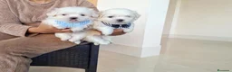 Maltese cani in vendita: Maltesi coreani - Annuncio 1