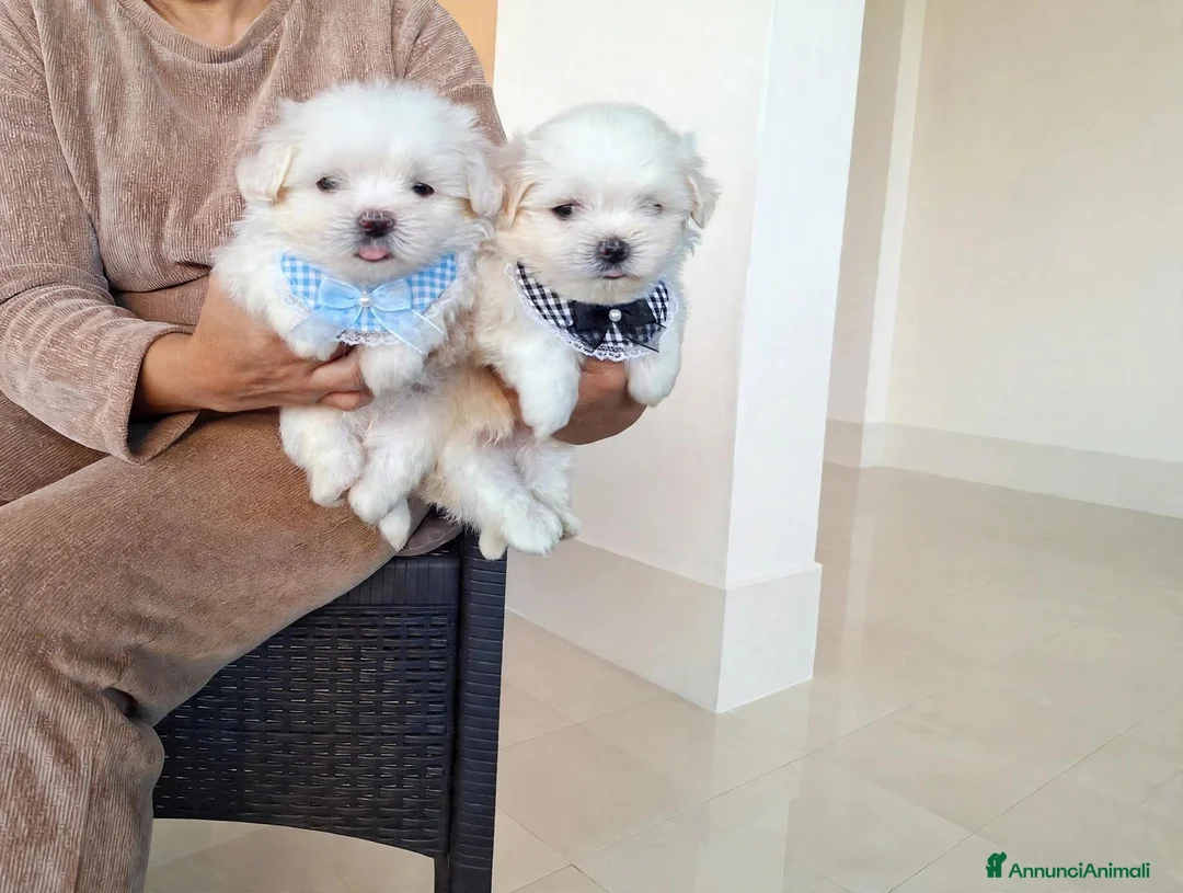 Maltese cani in vendita: Maltesi coreani - Annuncio 1