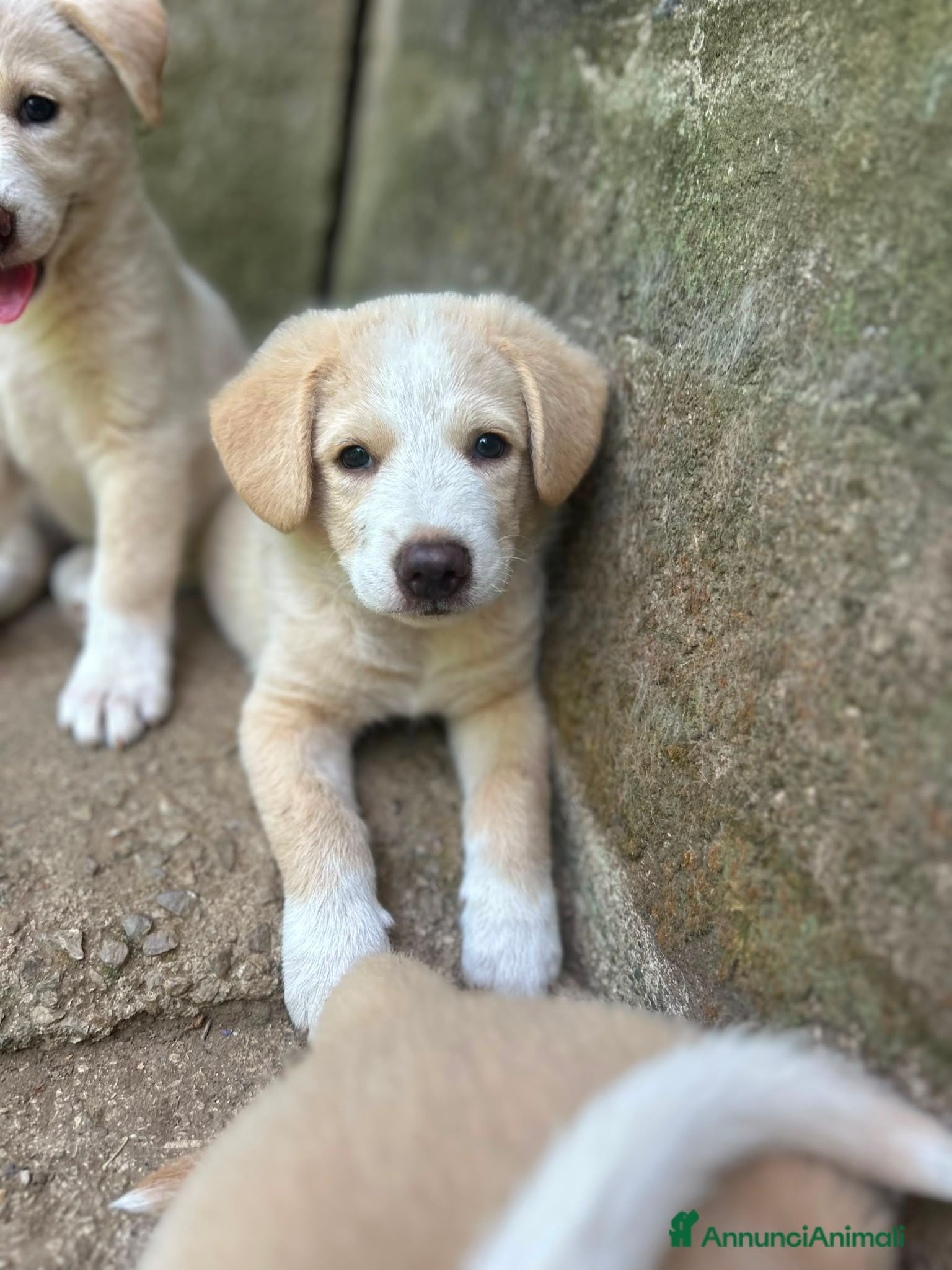 Meticcio cani Elio aspetta la sua famiglia ❤️ - Annuncio 3