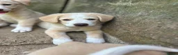 Meticcio cani in regalo: Elio aspetta la sua famiglia ❤️ a Città Metropolitana di Bologna - Annuncio 1