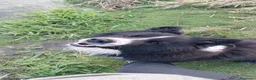 Border Collie cani per accoppiamento: Border collie maschio per accoppiamento  - Annuncio 5