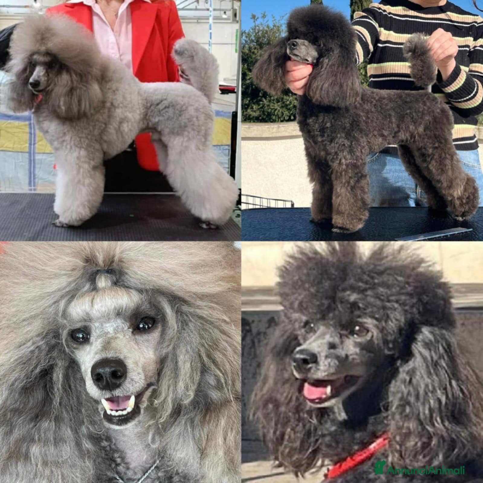 Barbone cani Cucciola di barbone - Annuncio 2