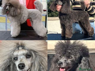 Barbone cani Cucciola di barbone - Annuncio 2