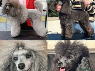 Barbone cani Cucciola di barbone - Annuncio 38