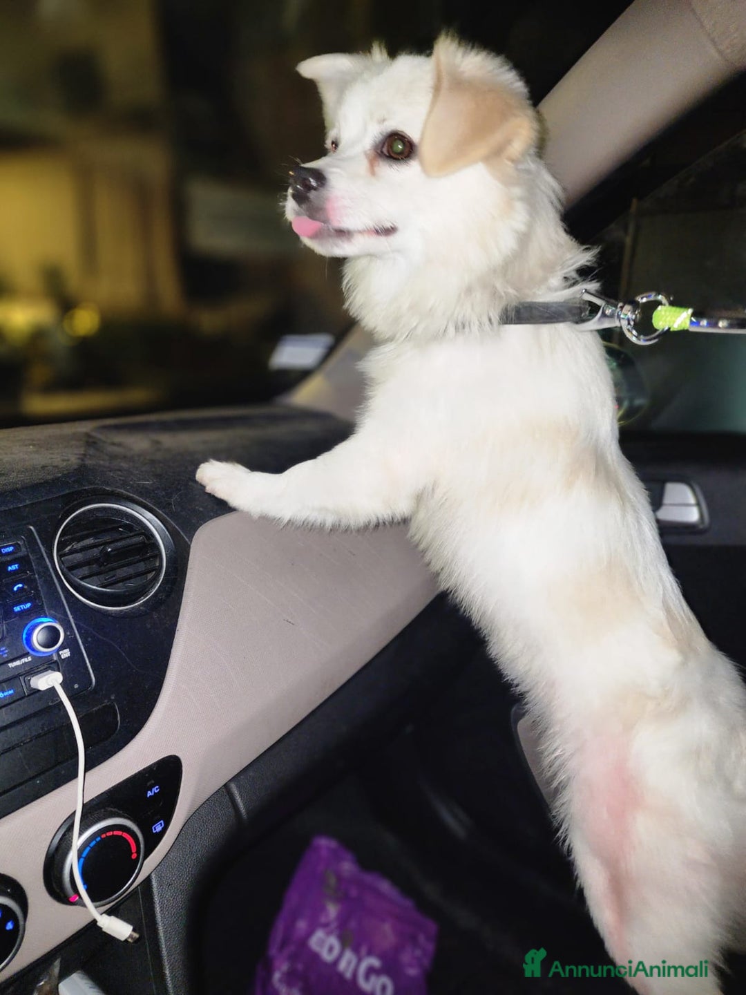 Volpino Italiano cani in regalo: Splendido simil volpino - COOKI - Annuncio 3