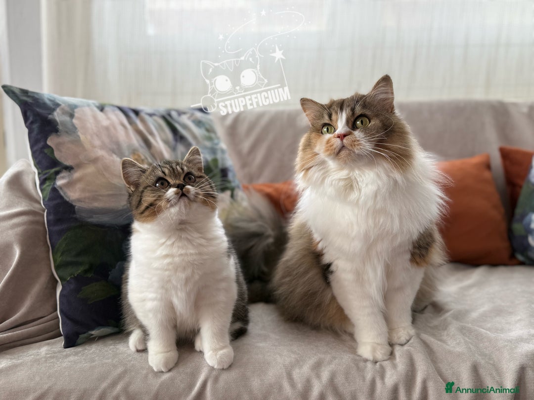 Scottish gatti in vendita: Stupeficium Amos - Scottish Straight - Annuncio 39